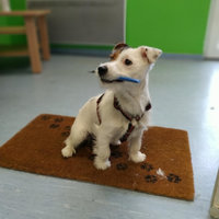 Hundesalon Dogs haircut by sibylle