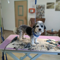 Fellschnitt bei Dogs haircut by sibylle