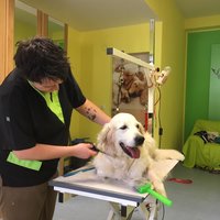 Fellpflege bei Dogs haircut by sibylle