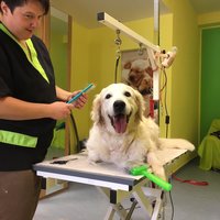 Fellpflege bei Dogs haircut by sibylle