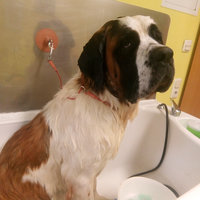 Hundebad bei Dogs haircut by sibylle